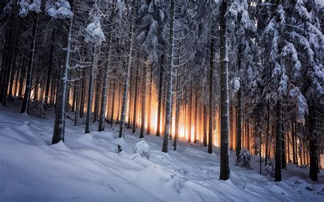Деревья на склоне в зимнем лесу на фоне заката обои для рабочего