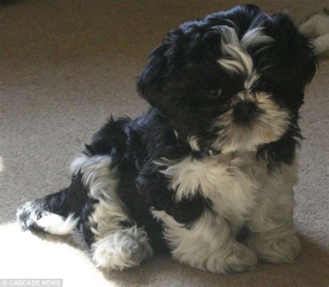 One is a female born august two thousand six and one is a male born may two thousand seven. Thieves steal 14-week-old Shih Tzu puppy from schoolgirl ...