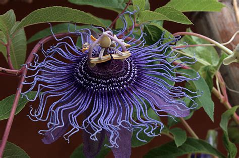 Pin On Passionflowers