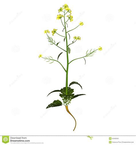 Mustard Plant Stock Illustration Illustration Of