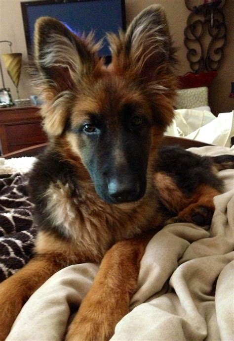Friday 5 Month Old Long Haired German Shepherd Berger Allemand
