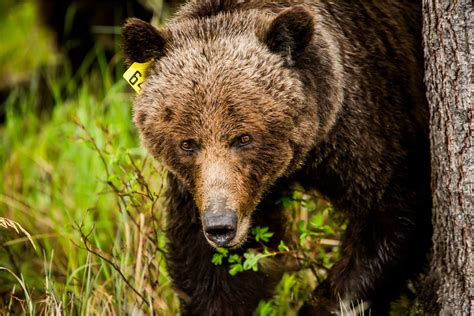 Banff Grizzly Bear 64 © Christopher Martin 9471 Christopher Martin