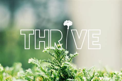 5 Essentials To Thrive The Grove Thrive Velvet Ashes