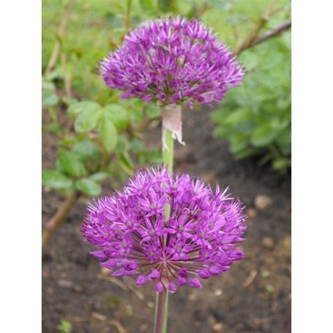 Allium Purple Sensation Ail D Ornement Fleurs Violet Pourpre En Boule