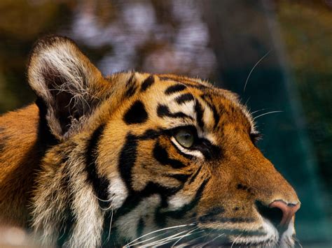 Edinburgh Zoo Opens Its Gates To Bbc Scotland News Broadcast