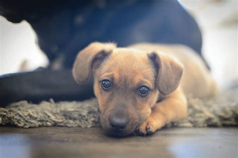 Cute Sad Puppy Animalkind