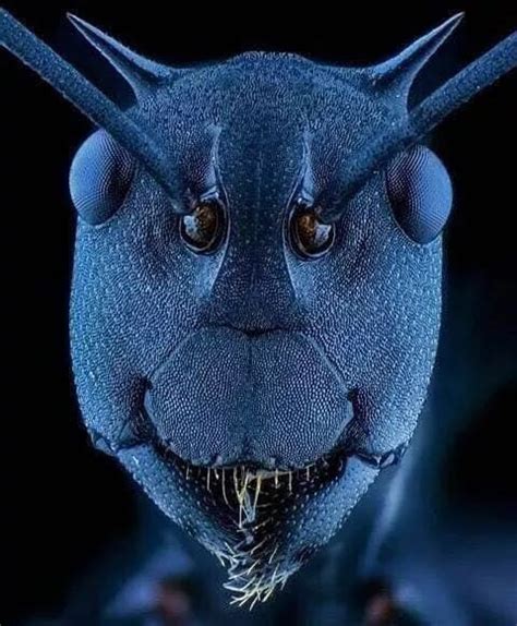 Worm Butterfly Face Under A Microscope