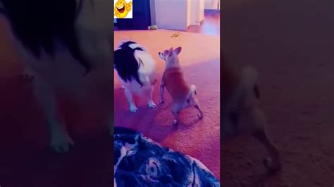 Funny Cats And Dogs Try Not To Laugh 🤣💥🤣 Funniest Animal Compilation