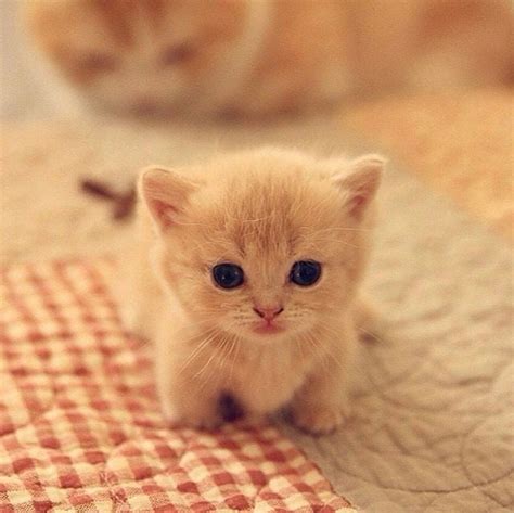 Pin By Stephen On Too Cute Kittens Cutest Cute Cats Cute Cats And