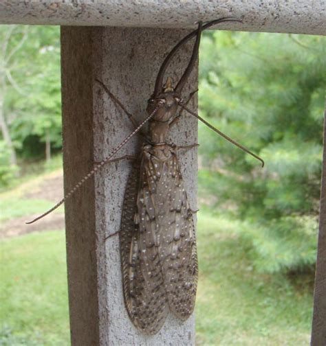 Dobsonflies Welcome In Summer Whats That Bug