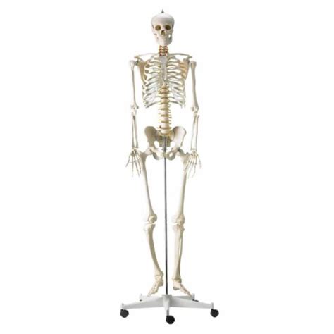 Life Size Human Skeleton Model — Pat O Brien Safety
