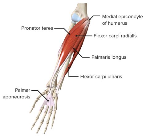 25 Forearm Muscle Diagram Images Altravoceilblog