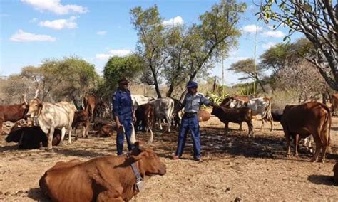 Cattle Rustler Gets 9 Year Jail Term