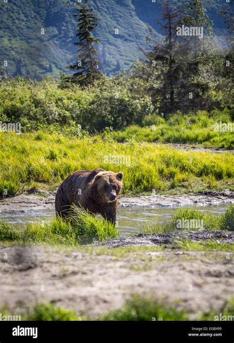 Grizzly Bear Alaska Usa North America Stock Photo Alamy