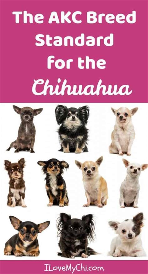 Chihuahuas Are A Varied Breed That Come In Lots Of Colors And Markings