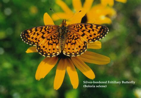 Silver Bordered Fritillary Butterfly