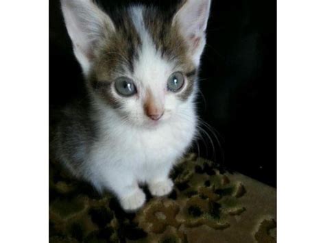Lovely Tabby And White Girl Kitten For Sale In Spalding Lincolnshire