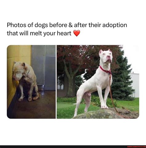 Wholesome Photos Of Dogs Before And After Their Adoption That Will Melt