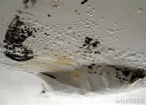 Bathroom mold causes, cures, prevention: What Causes a Bad Smell from a Shower Drain? (with pictures)