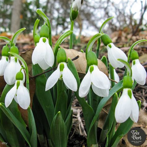 Bulbe X Galanthus Elwesii Mount Everest Perce Neige Le Jardin De L