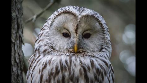 Owl Turning His Heads 360 Degreenature Beauty Youtube
