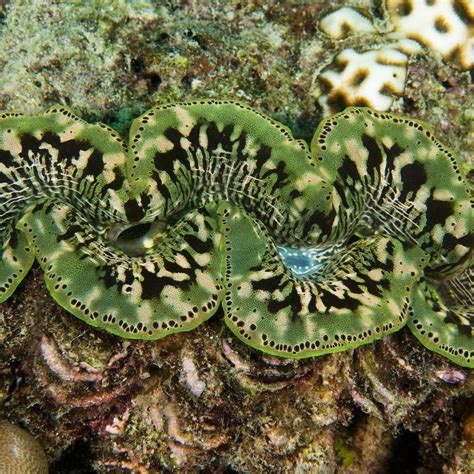 Giant Clam Great Barrier Reef Foundation Great Barrier Reef Foundation