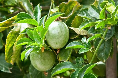 Passion Fruit Louies Nursery And Garden Center Riverside Ca