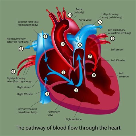 Blood Flow Through Heart Diagrams Diagrams