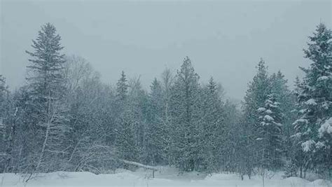 Heavy Snow Falling During A Snowstorm In Forest Stock Video Footage