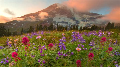 Red Flowers Landscape Flowers Mountains Canada Hd Wallpaper