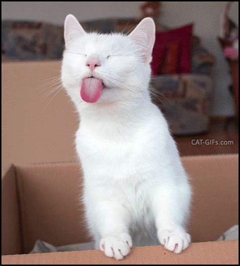 Artistic Cat  • Na Na Na Na Arrogant White Cat Sticking Her Tongue