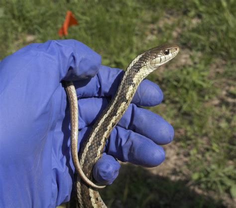 Garter Snakes Discover Nature