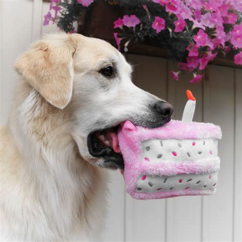 Dog Eating Cake Images Seriously Column Slideshow