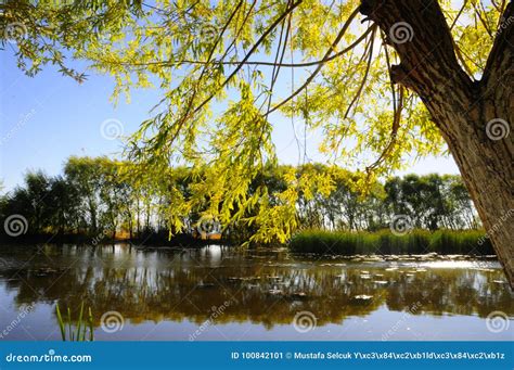 Autumn Scenery Near A Lake With Yellow Leaves On Trees In Fall Stock