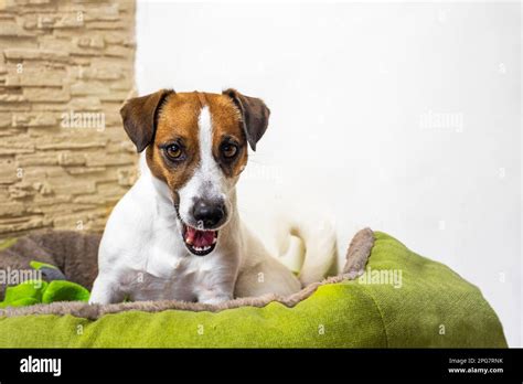 Beautiful Jack Russell Terrier Is Guarding His Toy On His Green Couch