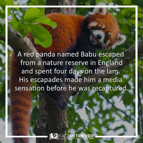 32 Interesting Red Panda Facts Fact Panda Facts Red