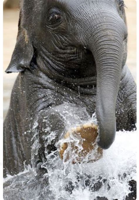 Cute Baby Elephant Splashing In The Water Animals Beautiful