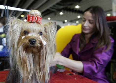 The 2015 Westminster Kennel Club Dog Show Abc News