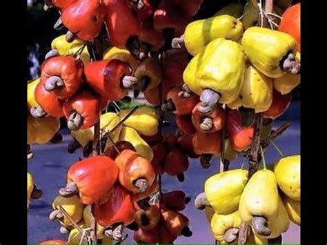 They are suitable for both large and small breeds, irrespective of their ages. Cashew Fruit - Cashew Tree - Cashew Farm in Cambodia - YouTube