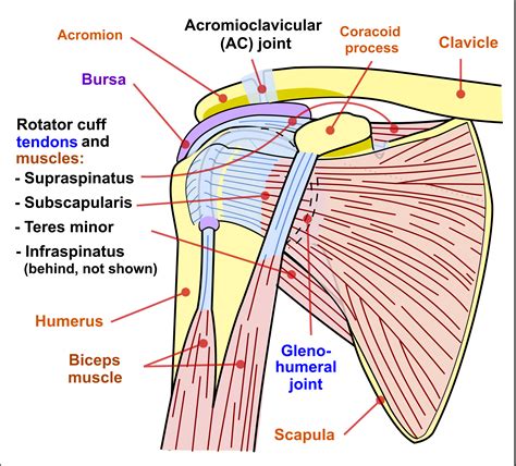 Tutorials on the shoulder muscles (e.g rotator cuff muscles: Anatomy of the Shoulder - Part 3 (Muscular Structures) - MUJO