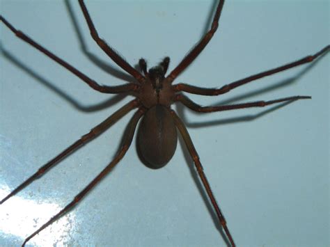 Brown Recluse Spider L Deceptively Dangerous Our Breathing Planet