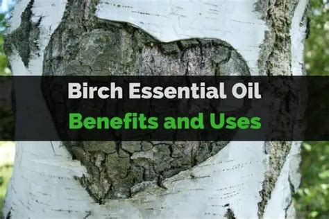 Birch Essential Oil Benefits And Uses For Your Massage Needs