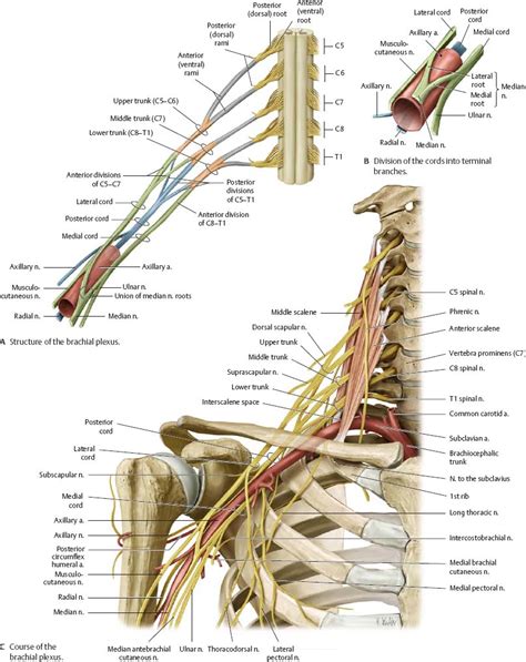 Neurovasculature Atlas Of Anatomy