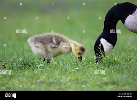 Mother Goose Hi Res Stock Photography And Images Alamy