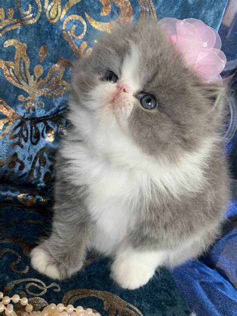 Persian Cats Sale, North Western (+94728924936)