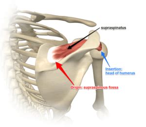 The supraspinatus also helps to stabilize the shoulder joint by keeping the head of the humerus firmly pressed medially 2. Supraspinatus Tendinitis :Cause,Sign/Symptoms,Physiotherapy Treatment