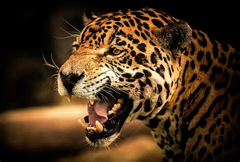 Photos Jaguar Big Cats Roar Head Animals