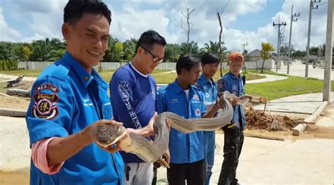 Four Metre Long King Cobra Rescued From Sewer In Thailand Watch Video