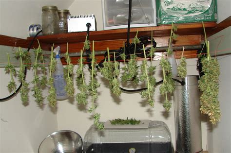 Ultimate guide to setup your grow room. Lets build a grow room! - Cannabis Cultivation - Growery ...