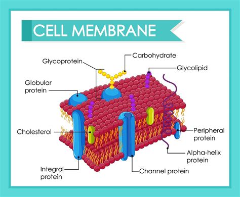 Human Cell Membrane Structure 2053132 Vector Art At Vecteezy
